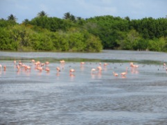 Flamingos hanging out on the island.